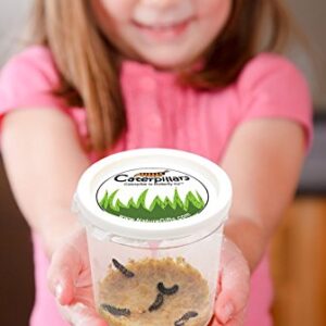 Nature Gift Store 10 Live Caterpillars Shipped Now- Butterfly Kit Refill ONLY
