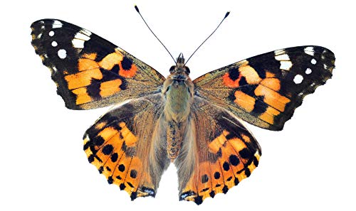 10 Live Caterpillars to Grow Painted Lady Butterflies Kit - Ready to Ship Now