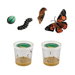 two cups of caterpillars and butterfly figurines - life science & stem education - butterfly kit refill - painted lady butterflies - butterfly lifecycle observation