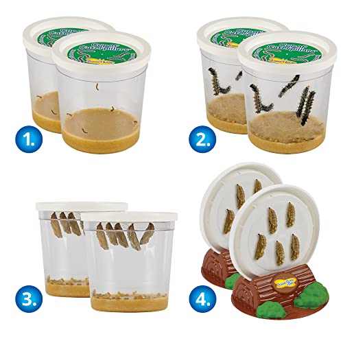 Two Cups of Caterpillars and Butterfly Figurines - Life Science & STEM Education - Butterfly Kit Refill - Painted Lady Butterflies - Butterfly Lifecycle Observation