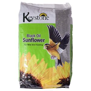 black oil sunflower seed 25 lb