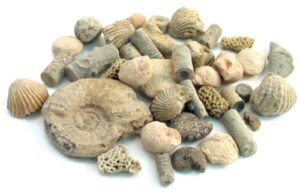 fossil sorting kit 2 lbs