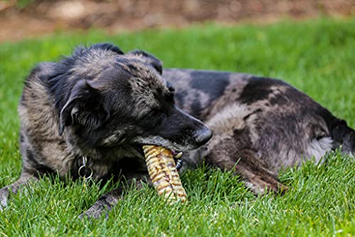 Top Dog Chews – 12” Beef Trachea Dog Chews 10 Pack, American, All Natural, Single Ingredient Dog Treat, Promotes Joint, Hip & Dental Health, High in Protein for Medium & Large Dogs