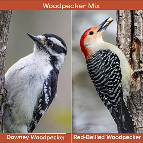 Blue Seal Woodpecker Mix Wild Bird Seed | Premium Blend of Nuts, Sunflower Seeds, and Fruit | 8 Pound Bag