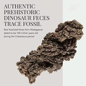 KALIFANO Authentic Prehistoric Dinosaur Coprolite Feces Trace Fossil - Fossilized Dinosaur Dung Poop Coprolite from Madagascar (Information Card Included)