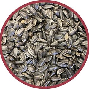 Pennington Select Black Oil Sunflower Seed Wild Bird Feed, 40 lbs