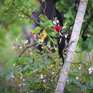 Valley Farms Woodpecker Mix with Sunflower Hearts - No Mess No Waste Wild Bird Food (15 LB)