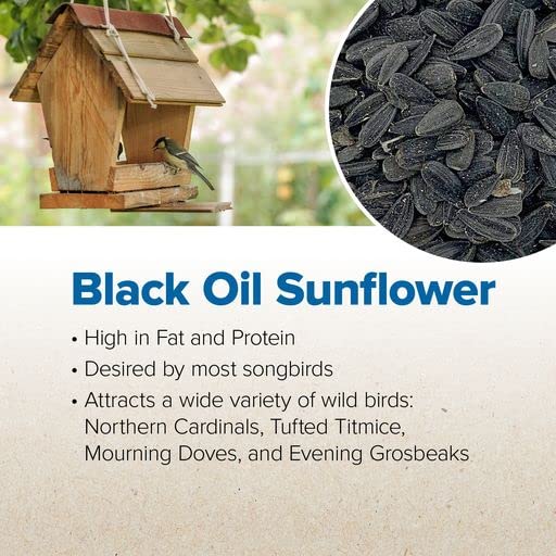 Blue Seal Premium Black Oil Sunflower Wild Bird Seed - High in Fat and Protein - 4 Pound Bag