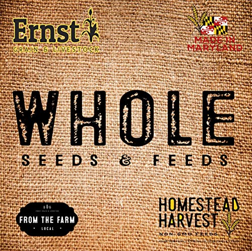 Homestead Harvest Ernst Grain Black Oil Sunflowers, Non-GMO (40 lb)