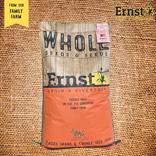 Homestead Harvest Ernst Grain Black Oil Sunflowers, Non-GMO (40 lb)