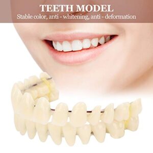 280pcs/10 Set Resin Denture False Teeth, Dental Teeth Teaching Model, Resin Denture for Patients with Oral Cavity Loss,Dental Supply Accessory