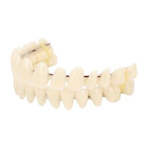 280pcs/10 Set Resin Denture False Teeth, Dental Teeth Teaching Model, Resin Denture for Patients with Oral Cavity Loss,Dental Supply Accessory