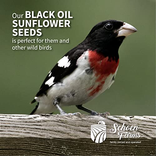 Schoen Farms Black Sunflower Seeds for Birds (4 LBS)