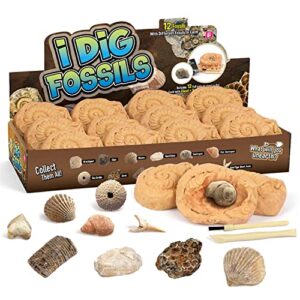 byncceh fossil dig kit - educational stem science toys for kids ages 6+ - dig up 12 real fossils & dinosaur bones - digging activities kits - paleontology, discovery gifts for boys & girls