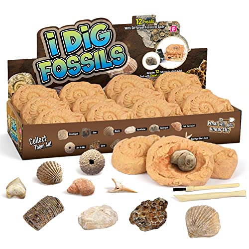 Byncceh Fossil Dig Kit - Educational STEM Science Toys for Kids Ages 6+ - Dig Up 12 Real Fossils & Dinosaur Bones - Digging Activities Kits - Paleontology, Discovery Gifts for Boys & Girls