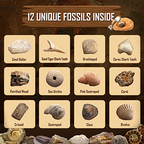 Byncceh Fossil Dig Kit - Educational STEM Science Toys for Kids Ages 6+ - Dig Up 12 Real Fossils & Dinosaur Bones - Digging Activities Kits - Paleontology, Discovery Gifts for Boys & Girls