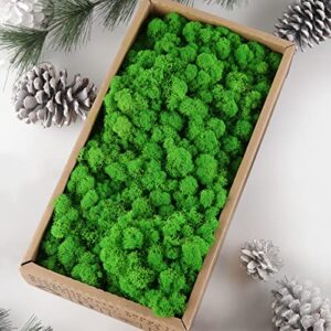 taleasy natural green preserved reindeer moss (18 oz) - no smell & no color loss - bulk forest moss diy decor for potted plants, terrarium, fairy gardens, wall art, wedding, any craft