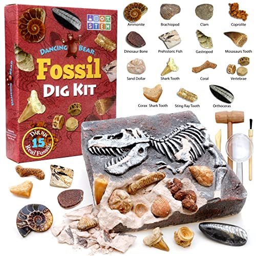 DANCING BEAR Fossil Dig Kit, Excavate 15 Prehistoric Fossils Including Real Dinosaur Bones and Shark Teeth, Paleontology STEM Education for Kids, Fun Science Activity Gift Sets for Girls and Boys
