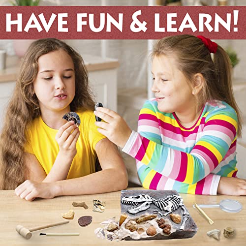 DANCING BEAR Fossil Dig Kit, Excavate 15 Prehistoric Fossils Including Real Dinosaur Bones and Shark Teeth, Paleontology STEM Education for Kids, Fun Science Activity Gift Sets for Girls and Boys