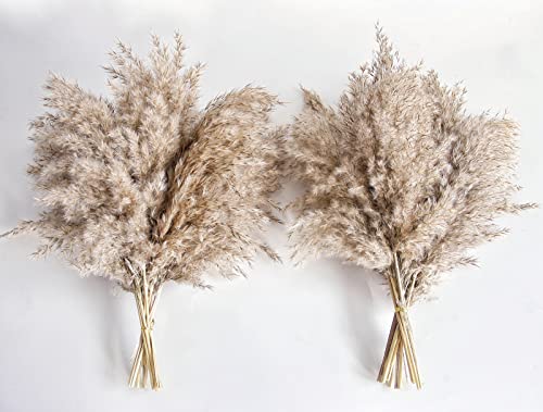 Pampas Grass Decor, Natural Dry Pampas Grass Small, Short Pampass Bulk for Farmhouse, Wall, Kitchen, Bedroom Decor, Office Decor (17 inch )