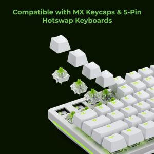 Glorious Raptor Clicky Switches for Mechanical Keyboards for Gaming: 36 PCS, 5-pin, Transparent for MAX RGB, Pre-Lubed, Compatible with MX Keycaps, Premium Click Bar for Thocky Sound