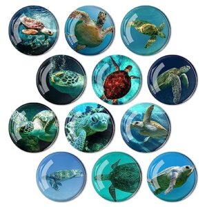 glass strong animals refrigerator magnets,12 pcs decorative magnets for fridge lovely decor for home kitchen office whiteboard (turtle refrigerator magnet)