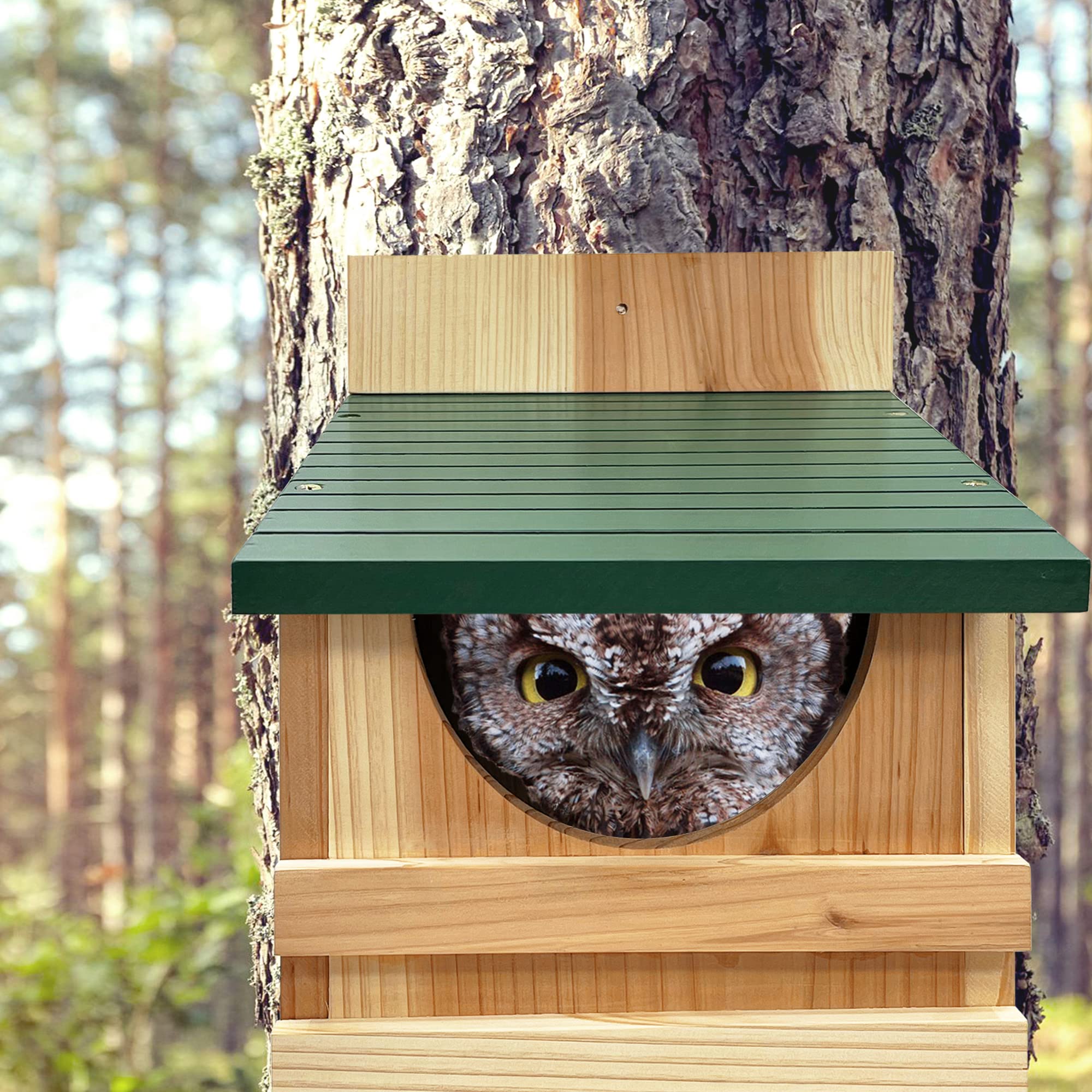 Prolee Screech Owl House Hand Made, 100% Cedar Wood Owl Box with Mounting Screws and A Bag of Wood Shavings, Easy Assembly Required (with Bird Stand)