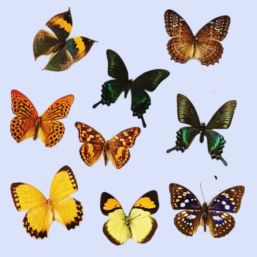 15 pcs of Real Dried Dead Butterflies with Spread Wings Shaped, Natural unmounted Butterfly specimens for Art, Decorations, Taxidermy and Gifts for Kids and Family(15 Pcs Butterfly)