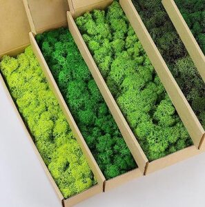 prefleur 5 color mix pack preserved reindeer moss natural green diy kit gardenning art wall decor florist decor (1 lb)(green-01 green-02 green-03 green-06 green-12)