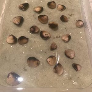 10 Baby Live Freshwater Clams: Perfect for Aquariums and Ponds Brown, Gold, Tan, Silver 1 Count (Pack of 10)
