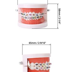 QWORK Typodonts Orthodontics Demonstration Model, Dental Tooth Research Model with Metal Wires and Ceramic Brackets, Teaching Teach Explanation Model for Adults