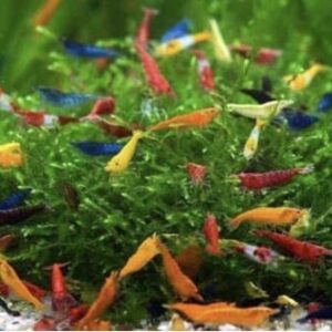 Tropical Fish And Feed 10 Mixed neocaridina Shrimp Skittles Live Freshwater Aquarium Shrimp breeding Age Young Adults 1/2 -1 inch Long Live Arrival Guarantee