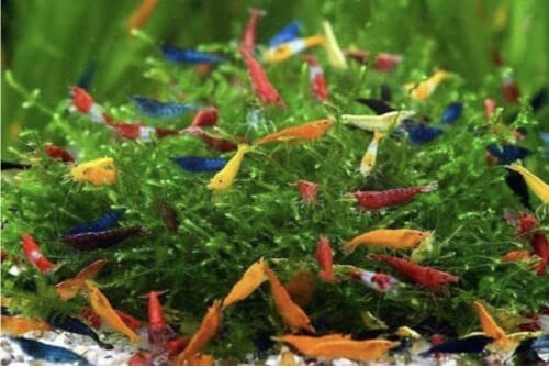 Tropical Fish And Feed 10 Mixed neocaridina Shrimp Skittles Live Freshwater Aquarium Shrimp breeding Age Young Adults 1/2 -1 inch Long Live Arrival Guarantee