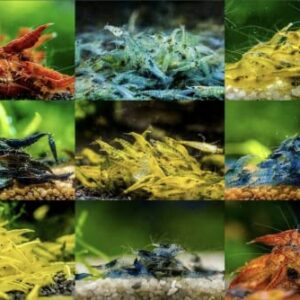 Tropical Fish And Feed 10 Mixed neocaridina Shrimp Skittles Live Freshwater Aquarium Shrimp breeding Age Young Adults 1/2 -1 inch Long Live Arrival Guarantee