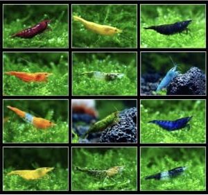 Tropical Fish And Feed 10 Mixed neocaridina Shrimp Skittles Live Freshwater Aquarium Shrimp breeding Age Young Adults 1/2 -1 inch Long Live Arrival Guarantee