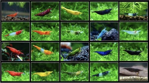 Tropical Fish And Feed 10 Mixed neocaridina Shrimp Skittles Live Freshwater Aquarium Shrimp breeding Age Young Adults 1/2 -1 inch Long Live Arrival Guarantee