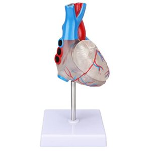 heart model, transparent design heart organ model for teaching aids