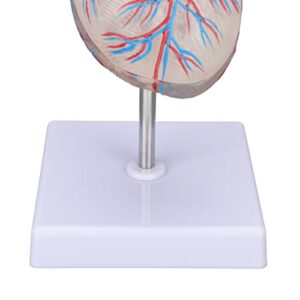 Heart Model, Transparent Design Heart Organ Model for Teaching aids