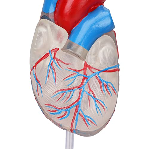 Heart Model, Transparent Design Heart Organ Model for Teaching aids