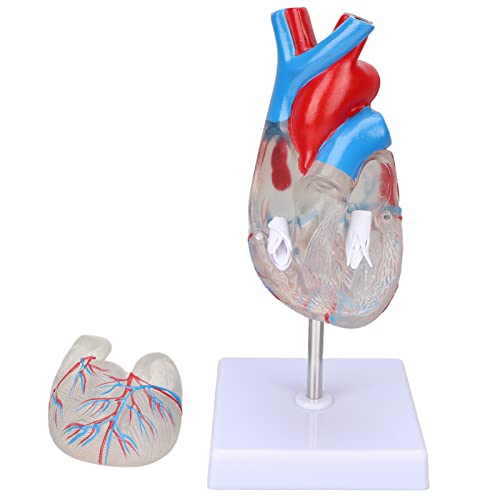 Heart Model, Transparent Design Heart Organ Model for Teaching aids