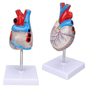 Heart Model, Transparent Design Heart Organ Model for Teaching aids