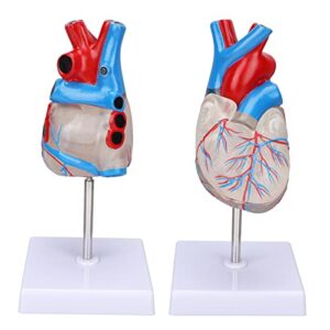 Heart Model, Transparent Design Heart Organ Model for Teaching aids