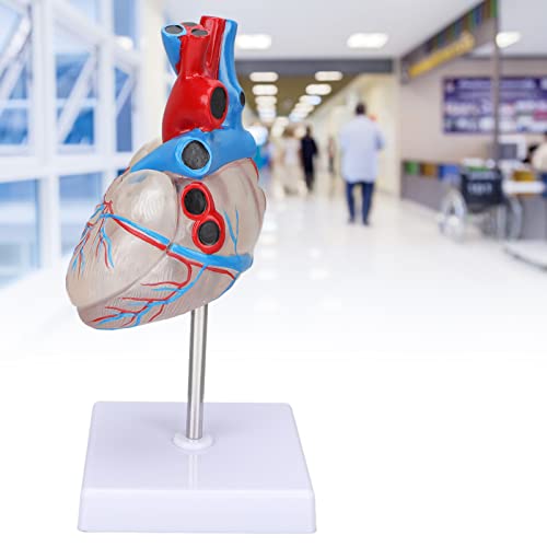 Heart Model, Transparent Design Heart Organ Model for Teaching aids