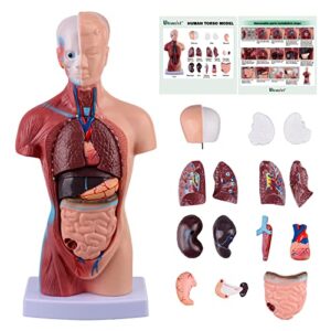 ultrassist human torso model includes digital manual, human body model for kids, human anatomy model for science education