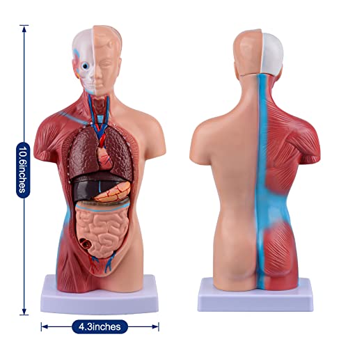 Ultrassist Human Torso Model Includes Digital Manual, Human Body Model for Kids, Human Anatomy Model for Science Education