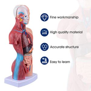 Ultrassist Human Torso Model Includes Digital Manual, Human Body Model for Kids, Human Anatomy Model for Science Education