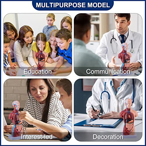 Ultrassist Human Torso Model Includes Digital Manual, Human Body Model for Kids, Human Anatomy Model for Science Education