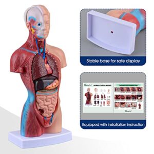 Ultrassist Human Torso Model Includes Digital Manual, Human Body Model for Kids, Human Anatomy Model for Science Education