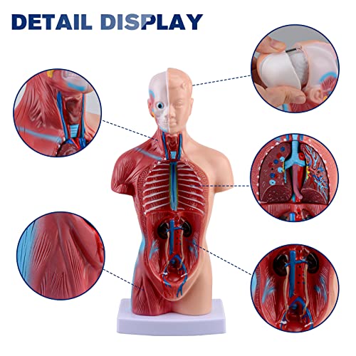 Ultrassist Human Torso Model Includes Digital Manual, Human Body Model for Kids, Human Anatomy Model for Science Education