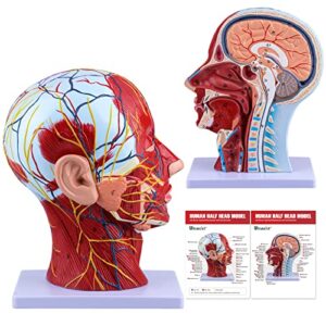 ultrassist human anatomical half-head model includes electronic diagram with superficial neurovascular and musculature details, ideal for kids’ learning, education, and display